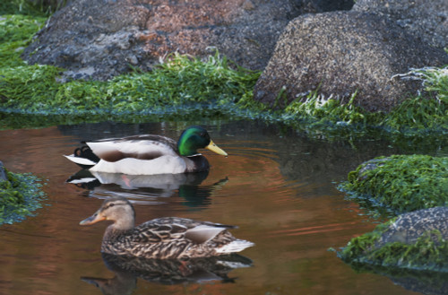 Mallards swim in a tide pool at Ecola State Park; Cannon Beach, Oregon, United States of America Poster Print by Robert L. Potts / Design Pics - Item # VARDPI2384128 Mallards swim in a tide pool at Ecola State Park; Cannon Beach, Oregon, United States of America Poster Print by Robert L. Potts / Design Pics - Item # VARDPI2384128