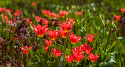 Close-up of Tulip flowers blooming Poster Print by Panoramic Images - Item # VARPPI173291