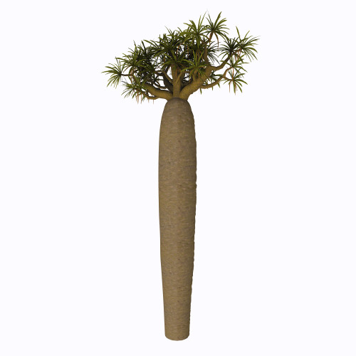 Pachypodium tree on white background. Poster Print by Corey Ford/Stocktrek Images - Item # VARPSTCFR200748P