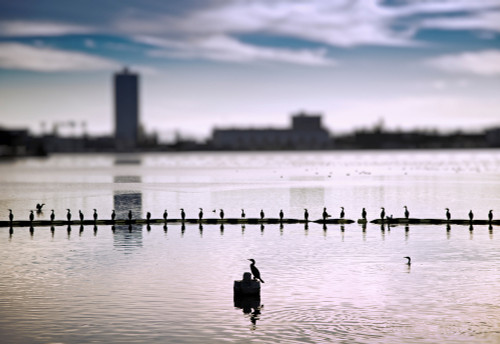 Flock of cormorants lined up in a lake, Lake Merritt, Oakland, California, USA Poster Print by Panoramic Images - Item # VARPPI153726