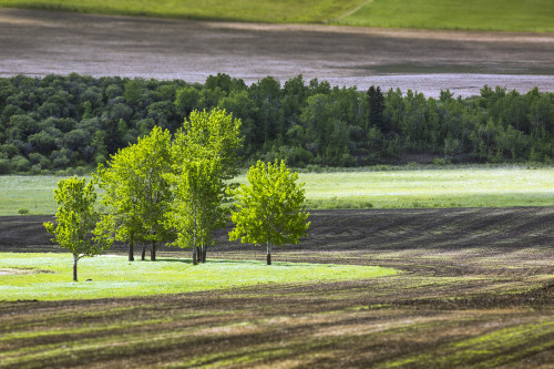 A group of trees in a grassy field surrounded by soil and a row of trees in the background, West of High River; Alberta, Canada Poster Print by Michael Interisano / Design Pics - Item # VARDPI12311578