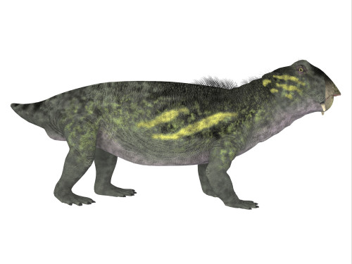 Lystrosaurus dinosaur, side profile. Poster Print by Corey Ford/Stocktrek Images - Item # VARPSTCFR200855P
