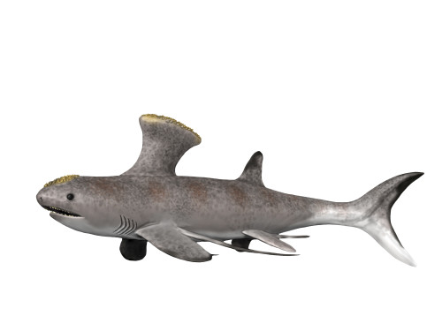 Akmonistion is an extinct shark from the Early Carboniferous period. Poster Print by Nobumichi Tamura/Stocktrek Images - Item # VARPSTNBT600248P