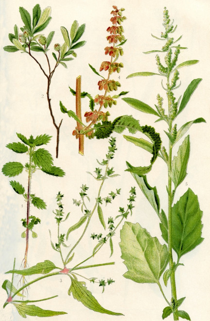 Wildflowers. 1.The Small Nettle 2.Bog Myrtle 3.Narrow leaved Orache 4. Curled Dock 5.Fat Hen Poster Print by Hilary Jane Morgan / Design Pics - Item # VARDPI12285711