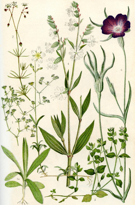 Wildflowers.  1.Knawel 2.Spurrey 3.Field Chickweed 4.Nightflowering Catchfly 5.Chickweed 6.Corn Cockle 6a. Seedling of Corn Cockle Poster Print by Hilary Jane Morgan / Design Pics - Item # VARDPI12285713