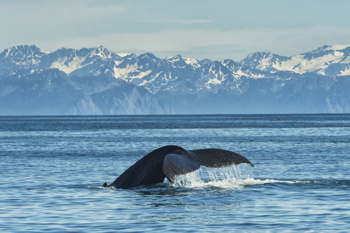 Humpback whale in Seward harbour; Seward, Alaska, United States of America Poster Print by Marg Wood / Design Pics - Item # VARDPI12309681