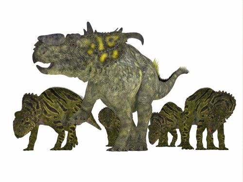 Pachyrhinosaurus dinosaur family. Poster Print by Corey Ford/Stocktrek Images - Item # VARPSTCFR200722P