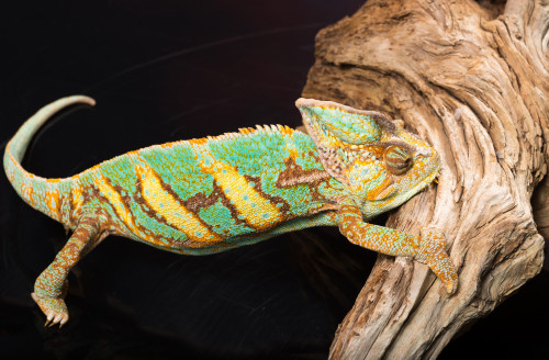 Close-up of Madagascar chameleon on wood Poster Print by Panoramic Images - Item # VARPPI175339