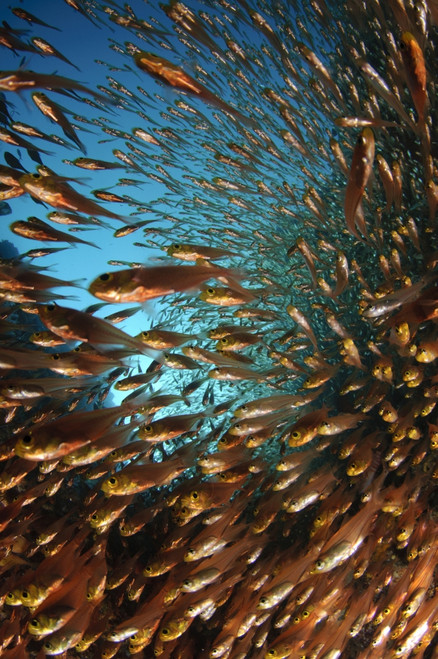 Schooling fish, Spice Islands, Maluku Region, Halmahera, Indonesia. Poster Print by VWPics/Stocktrek Images - Item # VARPSTVWP400829U