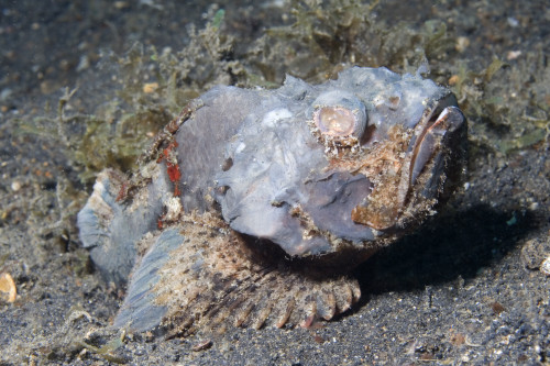 Flasher scorpionfish, Lembeh Strait, Indonesia. Poster Print by VWPics/Stocktrek Images - Item # VARPSTVWP401205U
