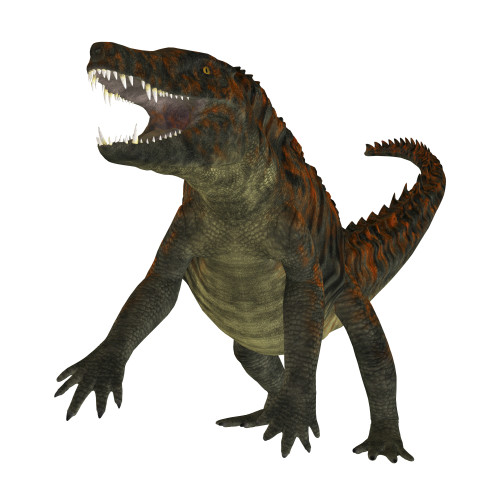 Uberabasuchus on white background. Poster Print by Corey Ford/Stocktrek Images - Item # VARPSTCFR200727P