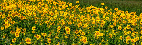 Sunflowers growing in a field, Cowansville, Quebec, Canada Poster Print by Panoramic Images - Item # VARPPI173886