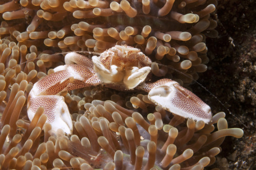 Spotted porcelain crab lives on a sea anemone, Lembeh Strait, Indonesia. Poster Print by VWPics/Stocktrek Images - Item # VARPSTVWP401135U