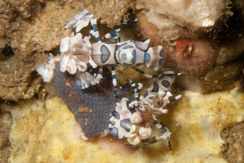 Pair of harlequin shrimp, Lembeh Strait, Indonesia. Poster Print by VWPics/Stocktrek Images - Item # VARPSTVWP401137U