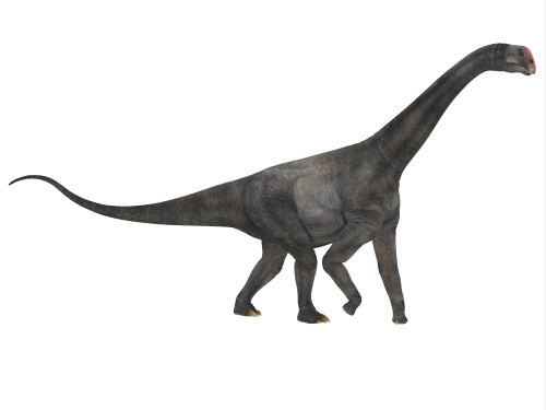 Side profile of a Brontomerus dinosaur. Poster Print by Corey Ford/Stocktrek Images - Item # VARPSTCFR200766P