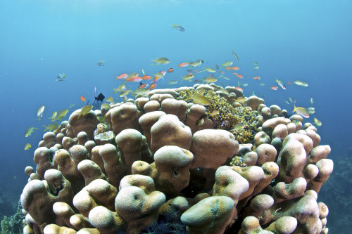 Coral reef, Siaton, Philippines. Poster Print by VWPics/Stocktrek Images - Item # VARPSTVWP400960U