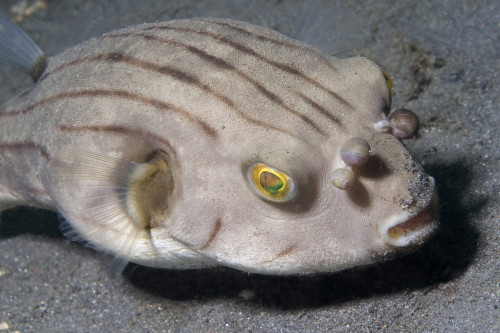 Striped puffer, Lembeh Strait, Indonesia. Poster Print by VWPics/Stocktrek Images - Item # VARPSTVWP401227U