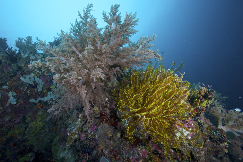 Soft corals and feather star at Limasawa Island, Philippines. Poster Print by VWPics/Stocktrek Images - Item # VARPSTVWP401016U