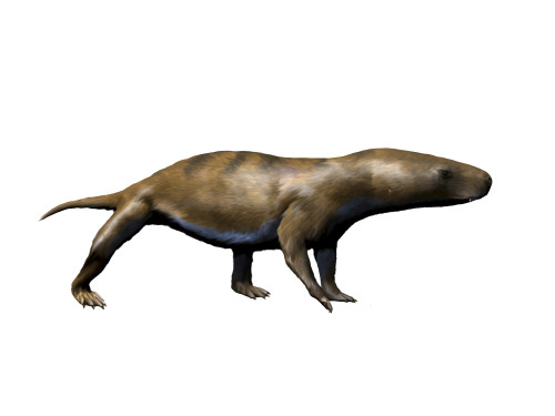 Chiniquodon is a carnivorous therapsid from the Late Triassic. Poster Print by Nobumichi Tamura/Stocktrek Images - Item # VARPSTNBT600166P