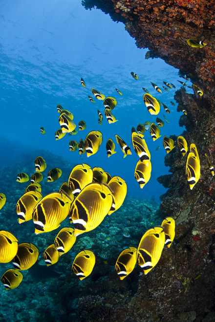 Schooling raccoon butterflyfish off the island of Lanai, Hawaii. Poster Print by VWPics/Stocktrek Images - Item # VARPSTVWP400215U