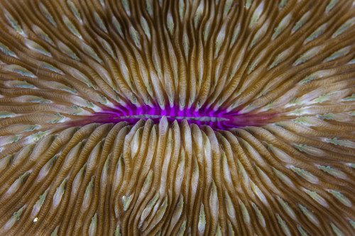Detail of a mushroom coral growing on a reef in Indonesia. Poster Print by Ethan Daniels/Stocktrek Images - Item # VARPSTETH400982U