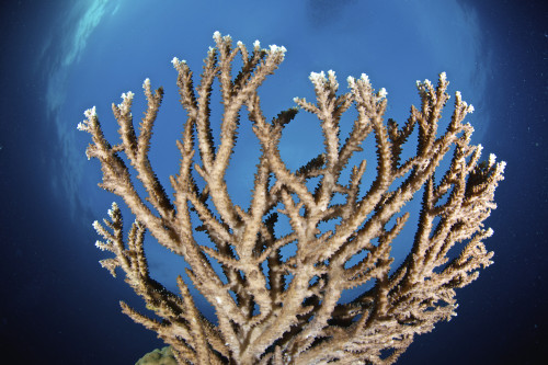 Coral reef, Siaton, Philippines. Poster Print by VWPics/Stocktrek Images - Item # VARPSTVWP400956U