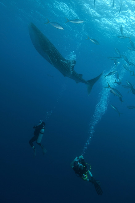 Divers watching a whale shark from below, Maldives. Poster Print by Mathieu Meur/Stocktrek Images - Item # VARPSTMME400655U
