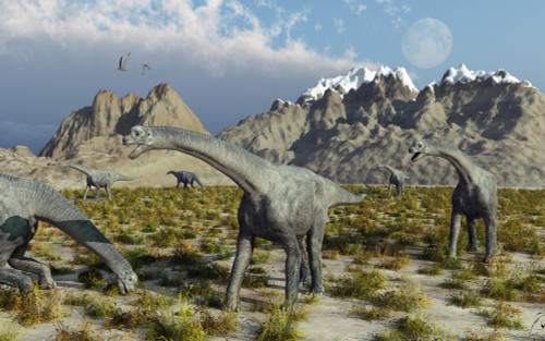 A herd of Camarasaurus sauropod dinosaurs during Earth's Jurassic period. Poster Print by Mark Stevenson/Stocktrek Images - Item # VARPSTMAS600100P