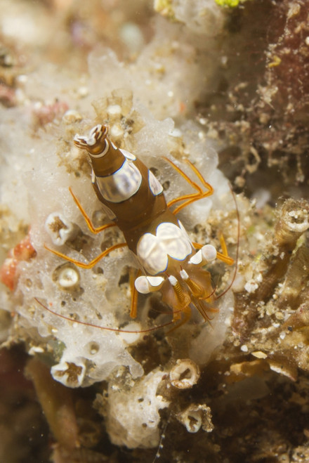 Squat shrimp, Lembeh Strait, Indonesia. Poster Print by VWPics/Stocktrek Images - Item # VARPSTVWP401170U