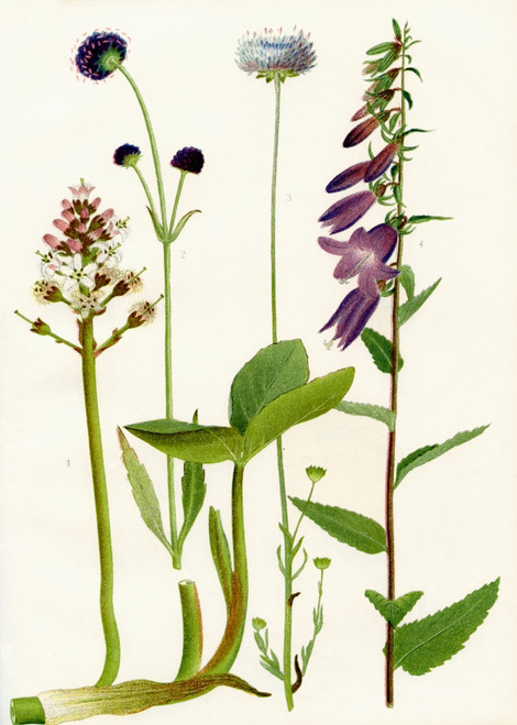 Wildflowers 1. Buckbean 2. Devil's bit 3. Sheep's bit 4. Creeping Bellflower Poster Print by Hilary Jane Morgan / Design Pics - Item # VARDPI12285724