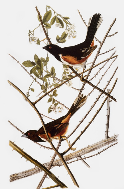 Audubon: Towhee. /Neastern, Or Rufous-Sided, Towhee (Pipilo Erythrophthalmus), From John James Audubon'S 'The Birds Of America,' 1827-1838. Poster Print by Granger Collection - Item # VARGRC0007613 Audubon: Towhee. /Neastern, Or Rufous-Sided, Towhee (Pipilo Erythrophthalmus), From John James Audubon'S 'The Birds Of America,' 1827-1838. Poster Print by Granger Collection - Item # VARGRC0007613