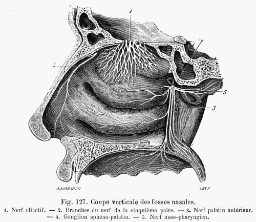 Human Nasal Cavity. /Nline Engraving, French, 19Th Century. Poster Print by Granger Collection - Item # VARGRC0076976