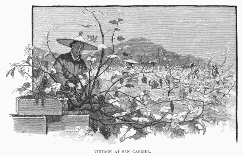 California: Vineyard. /Na Vineyard At San Gabriel, California. Line Engraving, 19Th Century. Poster Print by Granger Collection - Item # VARGRC0102148