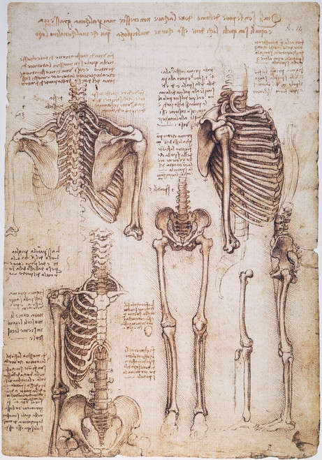 Leonardo: Thorax, C1510. /Npen And Ink Studies By Leonardo Da Vinci, C1510, Of Human Thorax, Pelvic, And Leg Bones. Poster Print by Granger Collection - Item # VARGRC0033671