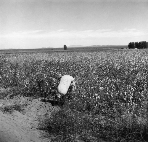 Lange: Migrant Worker, 1940. /Na Migrant Worker Hauling Cotton From A Field At Cortaro Farms In Pinal County, Arizona. Photograph By Dorothea Lange, 1940. Poster Print by Granger Collection - Item # VARGRC0259242