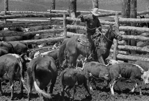 Montana: Roundup, 1939. /Ncowboy Roping A Calf At A Roundup At The Three Circle Ranch In Montana. Photograph By Arthur Rothstein, June 1939. Poster Print by Granger Collection - Item # VARGRC0621274 Montana: Roundup, 1939. /Ncowboy Roping A Calf At A Roundup At The Three Circle Ranch In Montana. Photograph By Arthur Rothstein, June 1939. Poster Print by Granger Collection - Item # VARGRC0621274