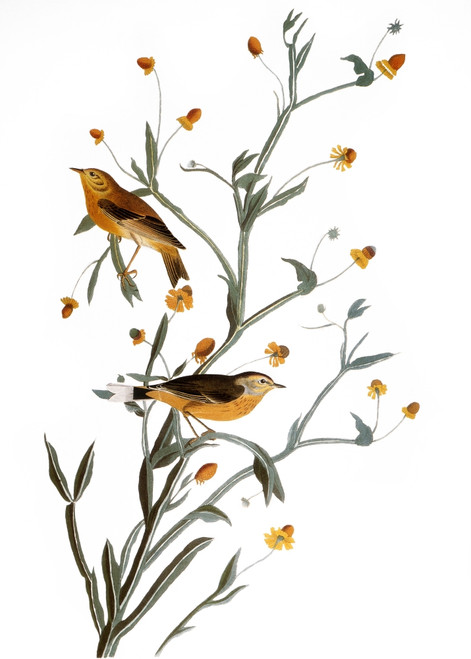 Audubon: Warbler. /Npalm, Or Yellow Red-Poll, Warbler (Setophaga Palmarum, Formerly Dendroica Palmarum), After John James Audubon For His 'Birds Of America,' 1827-38. Poster Print by Granger Collection - Item # VARGRC0007583