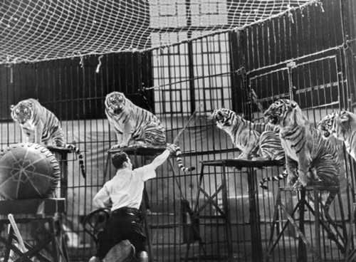 Clyde Beatty (1903-1965). /Namerican Animal Tamer. Photographed In The 1930S. Poster Print by Granger Collection - Item # VARGRC0091675