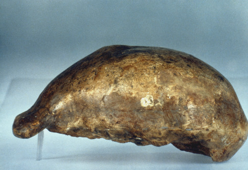 Skull Of Java Man. /Nlateral View Of Cast Of Skull Of Java Man (Pithecanthropus Erectus) Discovered At Trinil In East Java, Indonesia By Eugene Dubois, 1891. Poster Print by Granger Collection - Item # VARGRC0034683