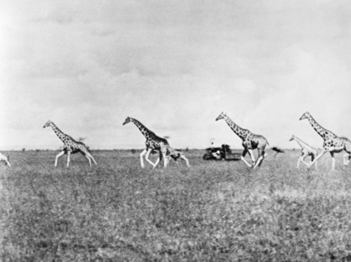 Giraffe. /Nphotographed 20Th Century. Poster Print by Granger Collection - Item # VARGRC0101073