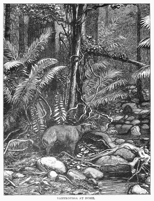 Wild Boar. /Nline Engraving, 19Th Century. Poster Print by Granger Collection - Item # VARGRC0101868