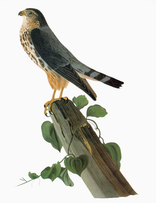Audubon: Merlin. /Nmerlin, Or Pigeon Hawk (Falco Columbarius). Engraving After John James Audubon For His 'Birds Of America,' 1827-38. Poster Print by Granger Collection - Item # VARGRC0325712