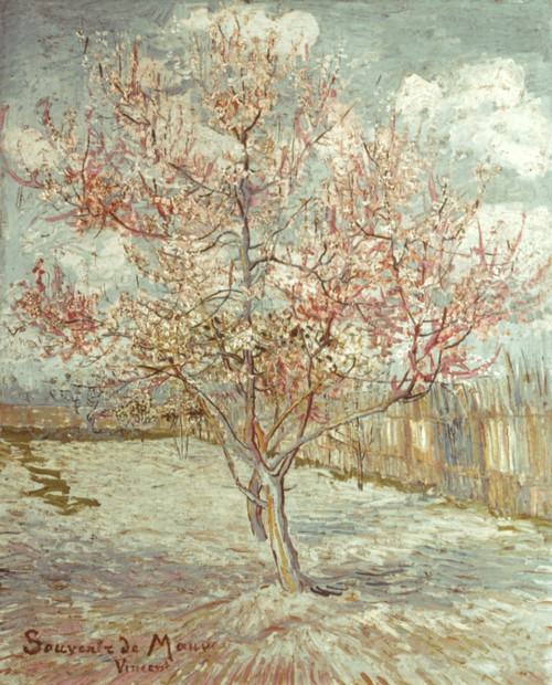 Van Gogh: Peach Tree, 1888. /Npeach Trees In Blossom (Souvenir De Mauve). Canvas, March 1888, By Vincent Van Gogh. Poster Print by Granger Collection - Item # VARGRC0026911 Van Gogh: Peach Tree, 1888. /Npeach Trees In Blossom (Souvenir De Mauve). Canvas, March 1888, By Vincent Van Gogh. Poster Print by Granger Collection - Item # VARGRC0026911