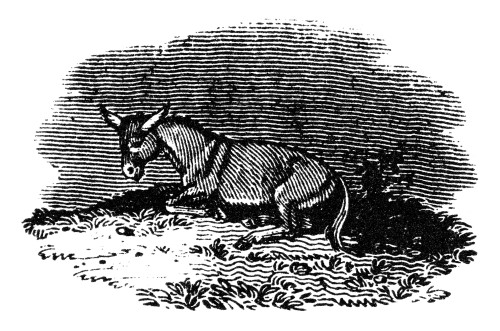Donkey, 19Th Century. /Na Donkey Or Mule. Engraving, 19Th Century. Poster Print by Granger Collection - Item # VARGRC0268690