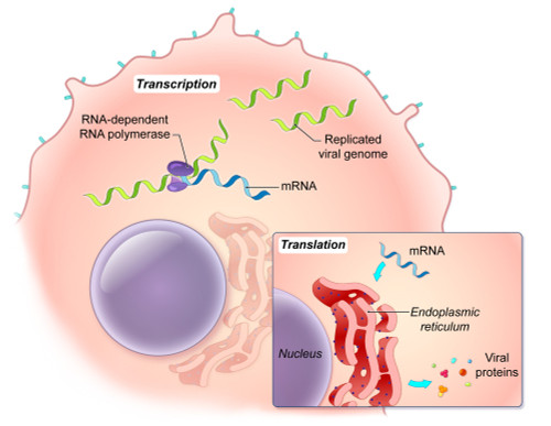 Ebola Virus Replication Poster Print by Evan Oto/Science Source - Item # VARSCIJB6303