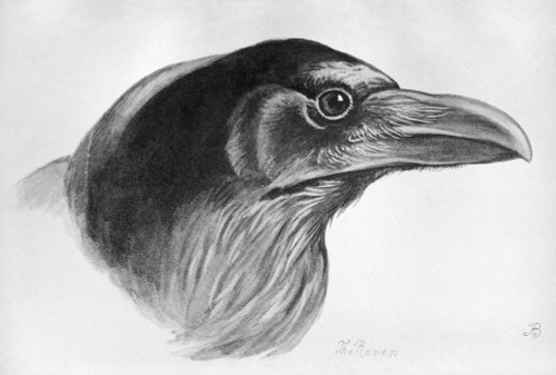 Blackburn: Birds, 1895. /N'Raven.' Illustration By Jemima Blackburn, 1895. Poster Print by Granger Collection - Item # VARGRC0525984