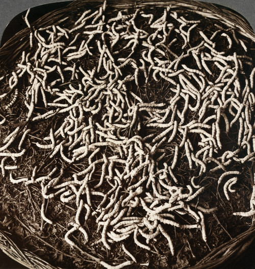 Syria: Silk Worms, C1914. /N'A Basket Of Wriggling Silk Worms Hungry For The Morning Meal, Syria.' Stereograph, C1914. Poster Print by Granger Collection - Item # VARGRC0324009