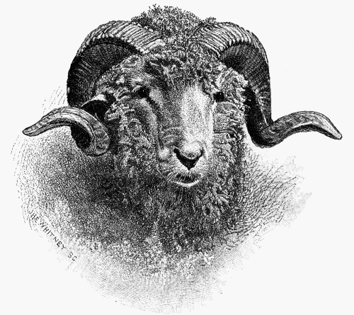 Sheep, 19Th Century. /Nhead Of A Merino Ram. Wood Engraving, 19Th Century. Poster Print by Granger Collection - Item # VARGRC0079660