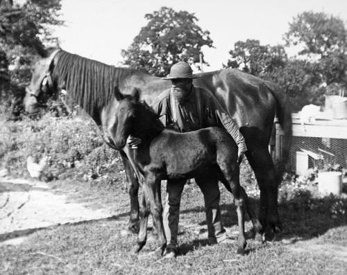 Horse With Foal. /Nphotograph, American, Early 20Th Century. Poster Print by Granger Collection - Item # VARGRC0093142