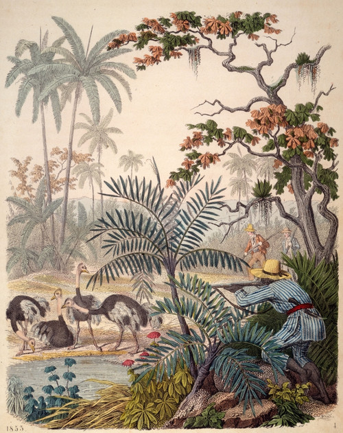 Ostrich Hunting, 1853. /Na Hunting Party Coming Upon Several Ostriches. Engraving, 1853. Poster Print by Granger Collection - Item # VARGRC0037147